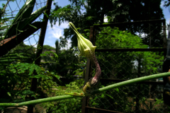 Ceropegia juncea